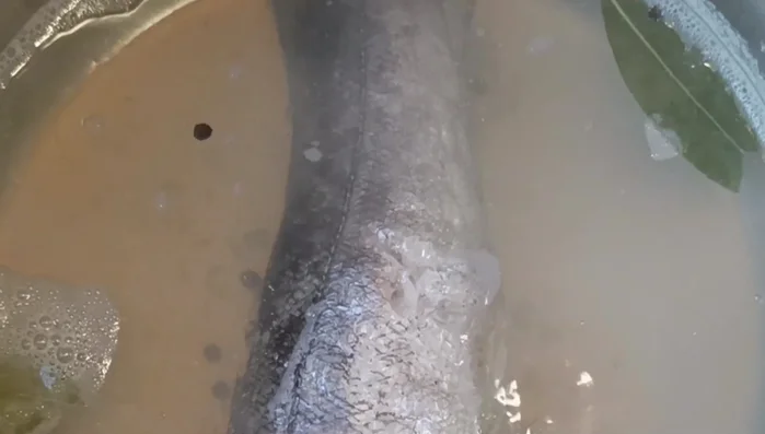 Cocer la merluza a fuego medio-bajo hasta que esté cocinada. Pinchar para comprobar.