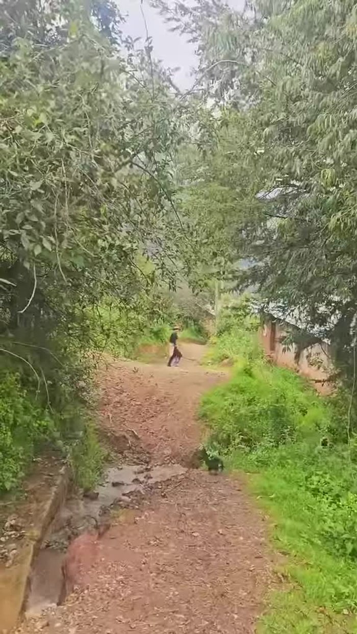 Buscamos hierba buena y otras verduras.