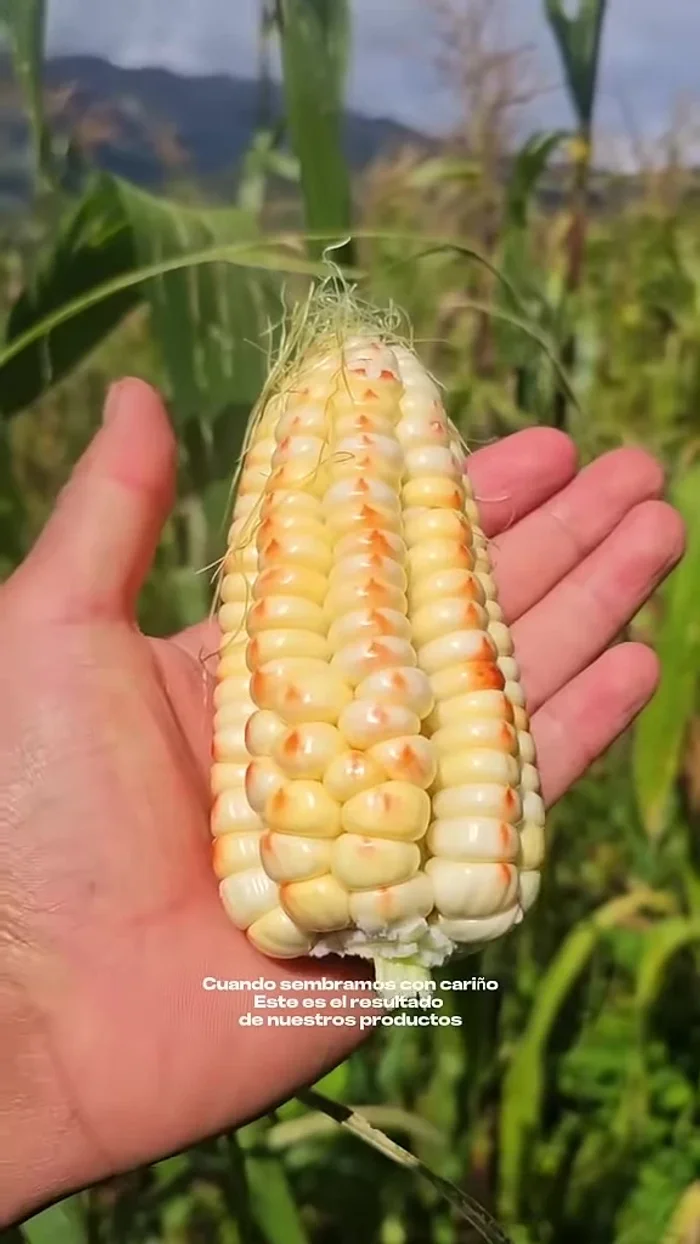 Cocinamos el choclo y la papa peruanita en otra olla.