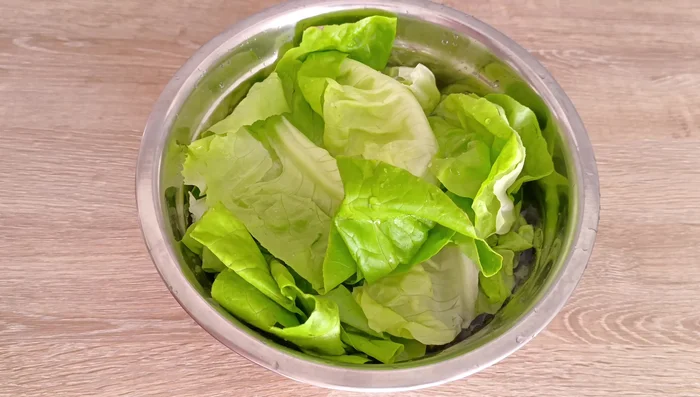 Preparamos la lechuga: Lavamos y desinfectamos una lechuga verde lisa. La secamos con un centrifugador (opcional) y la cortamos en tiras.