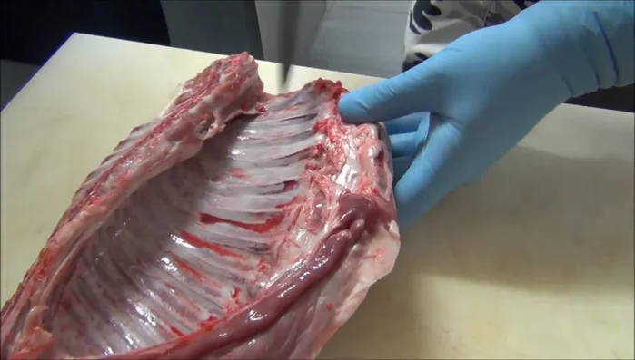 Limpiar los huesos de las costillas. (168.519)