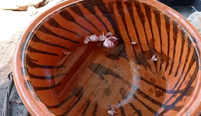 En una cazuela de barro, poner agua a calentar. Agregar algunos dientes de ajo y la carne de cerdo.